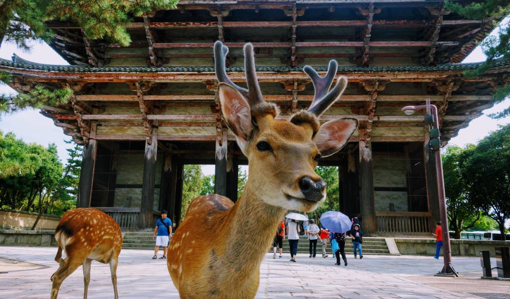 Deer park
